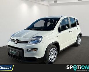 Fiat Fiat Panda 1.0 GSE Hybrid Gebrauchtwagen