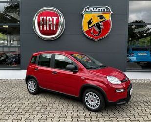 Fiat Fiat Panda Hybrid MY24 +EINPARKHILFE+KLIMA+BLUETOO Gebrauchtwagen