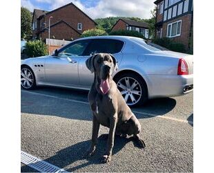 Maserati Maserati Quattroporte 4.2 V8 Automatic - Gebrauchtwagen