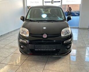 Fiat Fiat Panda More 1.2 8V PDC Alu Klima Privacyvergla Gebrauchtwagen