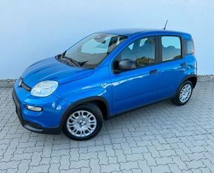 Fiat Panda Gebrauchtwagen