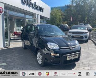 Fiat Fiat Panda Hybrid Gebrauchtwagen